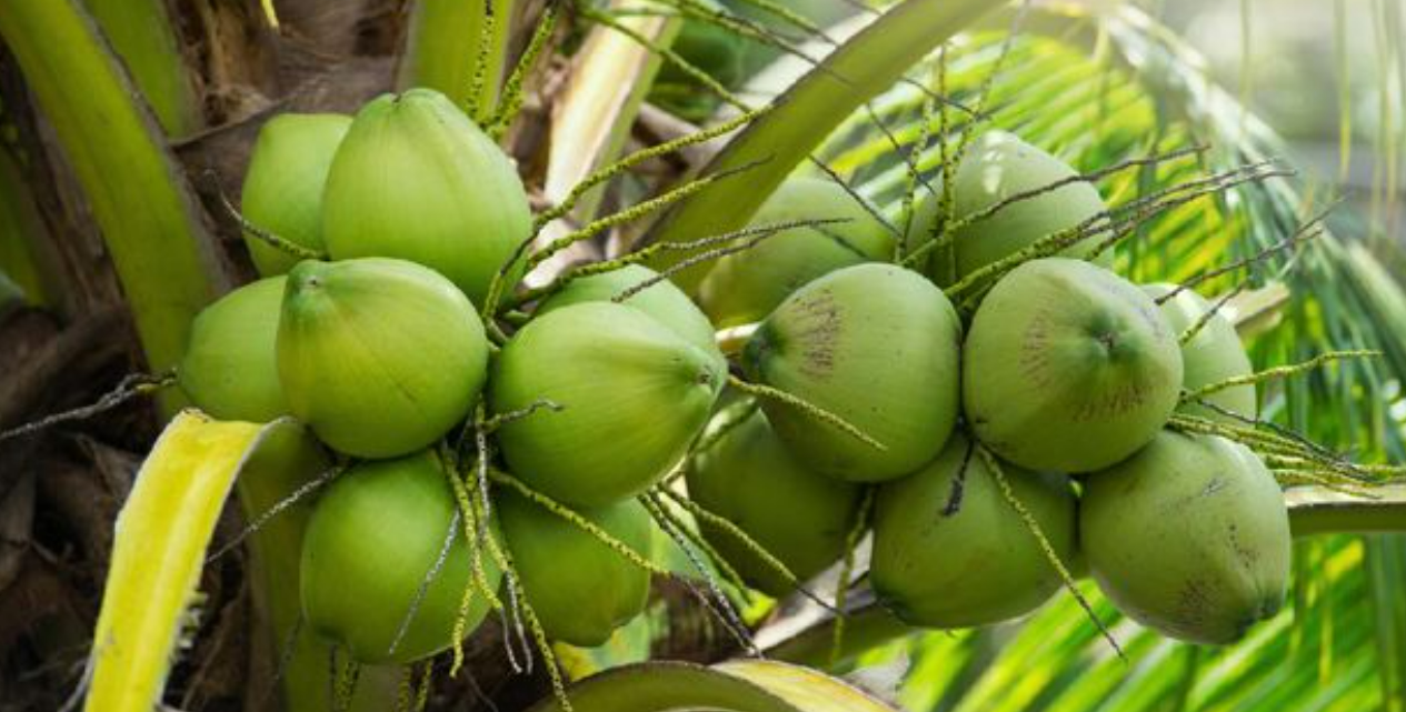 Perdagangan & Ekspor Kelapa